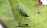 New Zealand beech aphid - Sensoriaphis nothofagi