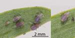 Totara aphid - Neophyllaphis totarae