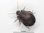 Alpine shield bug - Hypsithocus hudsonae