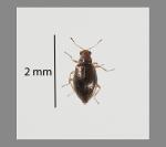 Flax fungus beetle - Melanophthalma sp. 6