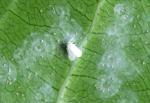 Mahoe whitefly - Asterochiton aureus