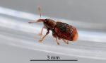 Totara leafminer weevil - Peristoreus flavitarsis
