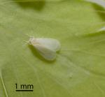 Loxsoma fern whitefly - Trialeurodes species 2
