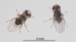 Australasian coastal fly- Australimyza sp.