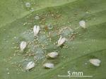 Australian citrus whitefly - Orchamoplatus citri