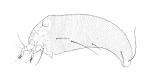Parsonsia erineum mite - Eriophyes parsonsiae