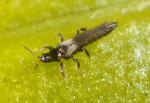 New Zealand flower thrips - Thrips obscuratus