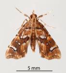 Golden-brown fern moth - Musotima nitidalis