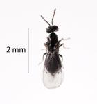 Pohutukawa stem-gall wasp - Quadrastichodella sp. (Pohutukawa)