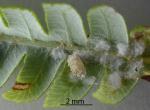 Silver fern mealybug - Crisiococcus sp. (Cyathea)