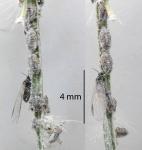 Grass soldier aphid - Pseudoregma panicola