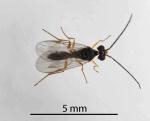 Delphacid parasitoid wasp - Gonatopus alpinus
