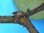 Horned beech scale - Solenophora fagi
