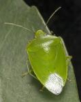 Australasian green shield bug - Glaucias amyoti
