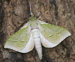 Puriri moth - Aenetus virescens