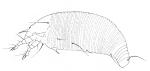 Lacebark gall mite - Eriophyes hoheriae