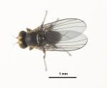 Mahoe leaf miner - Liriomyza flavolateralis