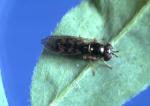 Small hoverfly - Melanostoma fasciatum