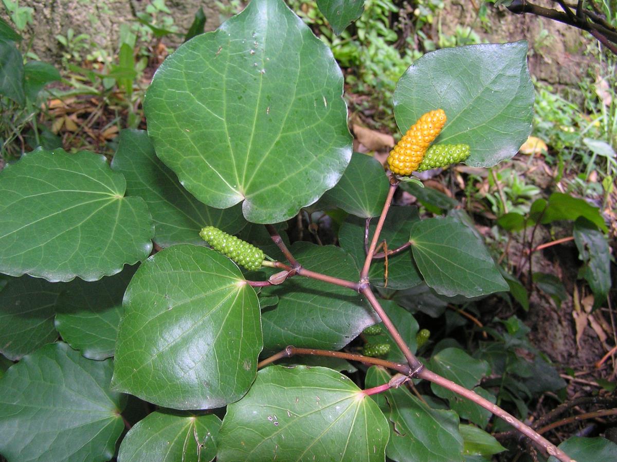 Macropiper excelsum. Kawakawa. - Ngā Rauropi Whakaoranga