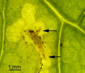 Two ectoparasitic larvae (arrows) of Diglyphus isaea(Walker, 1838) (Hymenoptera: Eulophidae) feeding on larva of a leafminer, Liriomyza sp. (Diptera: Agromyzidae). Creator: Tim Holmes. © Plant & Food Research. [Image: 154P]