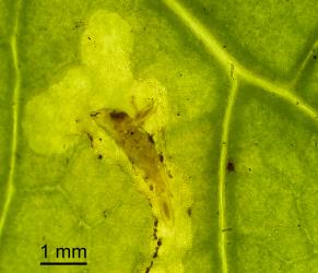 Two ectoparasitic larvae of Diglyphus isaea (Walker, 1838) (Hymenoptera: Eulophidae) feeding on larva of a leafminer, Liriomyza sp. (Diptera: Agromyzidae). Creator: Tim Holmes. © Plant & Food Research. [Image: 154Q]