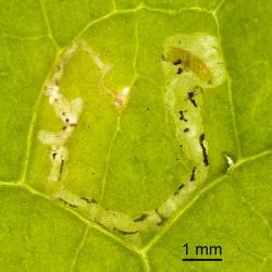 Ectoparasitic larvae of Diglyphus isaea (Walker, 1838) (Hymenoptera: Eulophidae) feeding on larva of a leafminer, Liriomyza sp. (Diptera: Agromyzidae). Creator: Tim Holmes. © Plant & Food Research. [Image: 154R]