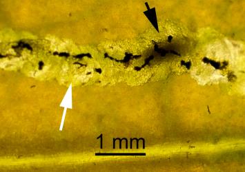 Ectoparasitic larvae (black arrow) of Diglyphus isaea (Walker, 1838) (Hymenoptera: Eulophidae) in leaf mine after feeding on larva of a leafminer, Liriomyza sp. (Diptera: Agromyzidae) (white arrow). Creator: Tim Holmes. © Plant & Food Research. [Image: 154S]