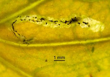 Ectoparasitic larvae of Diglyphus isaea (Walker, 1838) (Hymenoptera: Eulophidae) in leaf mine after feeding on larva of a leafminer, Liriomyza sp. (Diptera: Agromyzidae) (photograph by Tim Holmes). Creator: Tim Holmes. © Plant & Food Research. [Image: 154T]