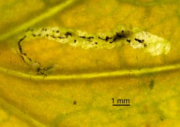 Ectoparasitic larvae of Diglyphus isaea (Walker, 1838) (Hymenoptera: Eulophidae) in leaf mine after feeding on larva of a leafminer, Liriomyza sp. (Diptera: Agromyzidae). Creator: Tim Holmes. © Plant & Food Research. [Image: 154U]