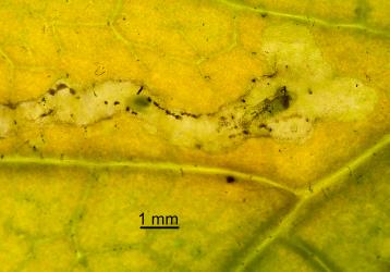 Ectoparasitic larvae of Diglyphus isaea (Walker, 1838) (Hymenoptera: Eulophidae) in leaf mine after feeding on larva of a leafminer, Liriomyza sp. (Diptera: Agromyzidae). Creator: Tim Holmes. © Plant & Food Research. [Image: 154V]