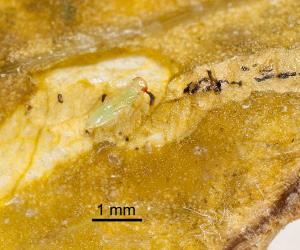 Pupa of Diglyphus isaea (Walker, 1838) (Hymenoptera: Eulophidae) exposed in leaf mine of Liriomyza sp. (Diptera: Agromyzidae), note the red eyes and some of the six black faecal pillars that were on either side of the pupa. Creator: Tim Holmes. © Plant & Food Research. [Image: 154W]