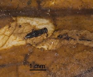 Just before adult emergence, dark pupa of Diglyphus isaea (Walker, 1838) (Hymenoptera: Eulophidae) exposed in leaf mine of Liriomyza sp. (Diptera: Agromyzidae). Creator: Tim Holmes. © Plant & Food Research. [Image: 154X]