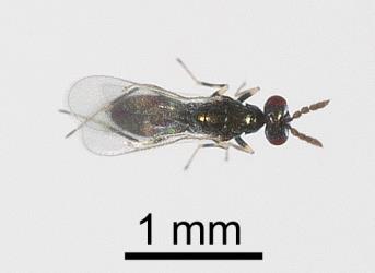 Top view of adult Diglyphus isaea (Walker, 1838) (Hymenoptera: Eulophidae), an ectoparasite of larvae of leafminer flies (Diptera: Agromyzidae). Creator: Tim Holmes. © Plant & Food Research. [Image: 1555]