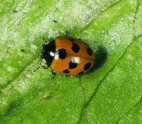 Adult eleven-spotted ladybird, Coccinella undecimpunctata (Coleoptera: Coccinellidae) on a lettuce leaf. Creator: Plant & Food Research Photographer. © Plant & Food Research. [Image: 159M]