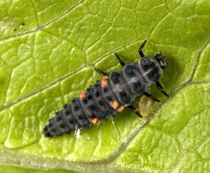A fully grown larva of eleven-spotted ladybird, Coccinella undecimpunctata (Coleoptera: Coccinellidae). Creator: Tim Holmes. © Plant & Food Research. [Image: 159Q]