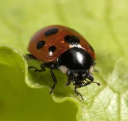Adult eleven-spotted ladybird, Coccinella undecimpunctata (Coleoptera: Coccinellidae). Creator: Tim Holmes. © Plant & Food Research. [Image: 159S]
