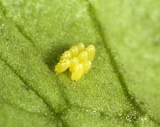 Yellow eggs of eleven-spotted ladybird, Coccinella undecimpunctata (Coleoptera: Coccinellidae). Creator: Plant & Food Research Photographer. © Plant & Food Research. [Image: 15A1]