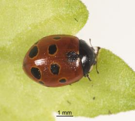 An adult eleven-spotted ladybird, Coccinella undecimpunctata (Coleoptera: Coccinellidae) with only 9 spots and yellow halos around the spots. Creator: Tim Holmes. © Plant & Food Research. [Image: 15A3]