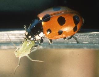 Adult eleven-spotted ladybird, Coccinella undecimpunctata (Coleoptera: Coccinellidae) feeding on an aphid. Creator: DSIR Photographers. © Plant & Food Research. [Image: 15A5]