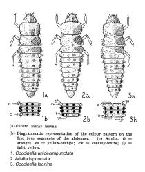 Larva of eleven-spotted ladybird, Coccinella undecimpunctata, (Coleoptera: Coccinellidae), (left) and two other ladybirds. Creator: DB Read. © Drawings published in New Zealand Entomologist 1965, volume 3 (4): 14-17, Figures 1-3. [Image: 15A6]