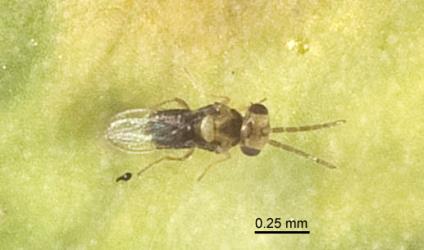 Adult female whitefly parasitoid, Encarsia perganiella Howard, 1907 (Hymenoptera: Aphelinidae), upper side. Creator: Tim Holmes. © Plant & Food Research. [Image: 15AB]