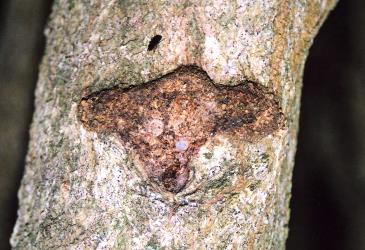 Feeding site of puriri moth, Aenetus virescens (Lepidoptera: Hepialidae), in trunk of ngaio, Myoporum laetum (Myoporaceae). Creator: Nicholas A. Martin. © Plant & Food Research. [Image: 15HN]