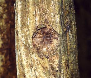 Healed feeding of puriri moth, Aenetus virescens (Lepidoptera: Hepialidae), in an aerial root of Griselinia lucida (Cornaceae). Creator: Nicholas A. Martin. © Nicholas A. Martin. [Image: 15HP]