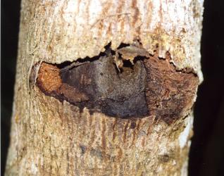 Old feeding site of puriri moth, Aenetus virescens (Lepidoptera: Hepialidae), in trunk of Quintinia serrata (Grossulariaceae). Creator: Nicholas A. Martin. © Nicholas A. Martin. [Image: 15HR]