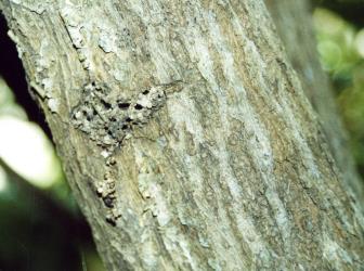 Feeding site of puriri moth, Aenetus virescens (Lepidoptera: Hepialidae), in branch of Griselinia littoralis (Cornaceae). Creator: Nicholas A. Martin. © Nicholas A. Martin. [Image: 15HV]