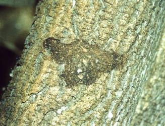 Active feeding site of puriri moth, Aenetus virescens (Lepidoptera: Hepialidae), in branch of Griselinia littoralis (Cornaceae). Creator: Nicholas A. Martin. © Nicholas A. Martin. [Image: 15HX]