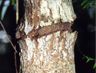 Feeding site of puriri moth, Aenetus virescens (Lepidoptera: Hepialidae), in trunk of Nestegis montana (Oleaceae). Creator: Nicholas A. Martin. © Nicholas A. Martin. [Image: 15I2]