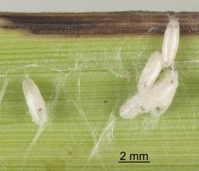 White cocoons of a wasp parasitoid (Hymenoptera) with gregarious larvae that emerged from a caterpillar of cabbage tree moth, Epiphryne verriculata (Lepidoptera: Geometridae). Creator: Tim Holmes. © Plant & Food Research. [Image: 15I5]