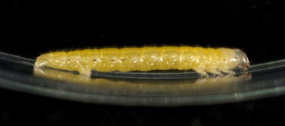 Caterpillar of the cabbage tree moth, Epiphryne verriculata (Lepidoptera: Geometridae), showing the arrangement of legs, three pairs of true legs at the front and two pairs of prolegs (false legs) at the rear. Creator: Tim Holmes. © Plant & Food Research. [Image: 15IB]