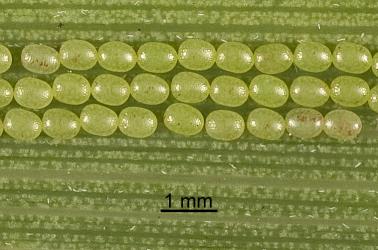 Close up of eggs of cabbage tree moth, Epiphryne verriculata (Lepidoptera: Geometridae), on leaf of cabbage tree, Cordyline australis; note the surface texture of the eggs. Creator: Tim Holmes. © Plant & Food Research. [Image: 15IC]